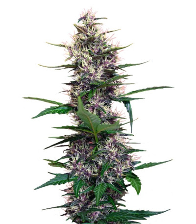 Семена сорта Dark Devil Auto fem (Sweet Seeds)