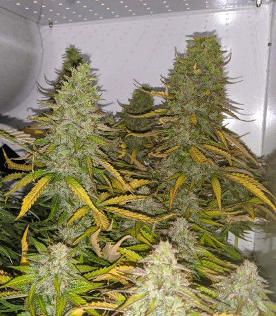 Семена сорта Auto Anesthesia fem (Pyramid Seeds)
