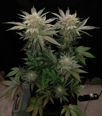 Семена сорта The New fem (Humboldt Seeds)