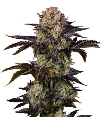 Семена сорта Frostbanger Auto F4 fem (FastBuds)