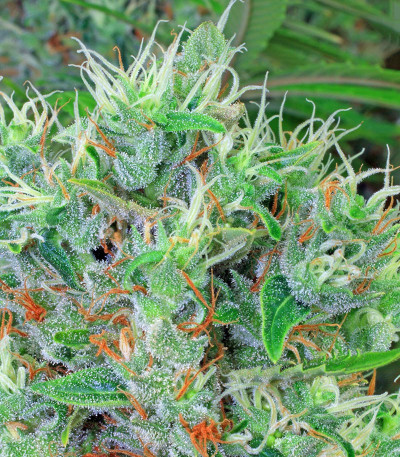 Семена сорта Kali Мist fem (Serious Seeds)