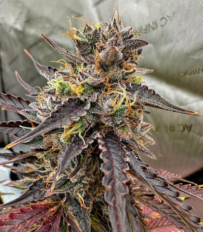 Семена сорта Moonshine Cookies fem (7CH American)