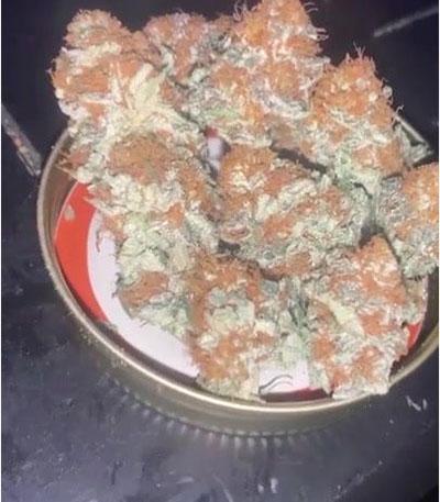 Семена сорта Biscotti Mintz fem