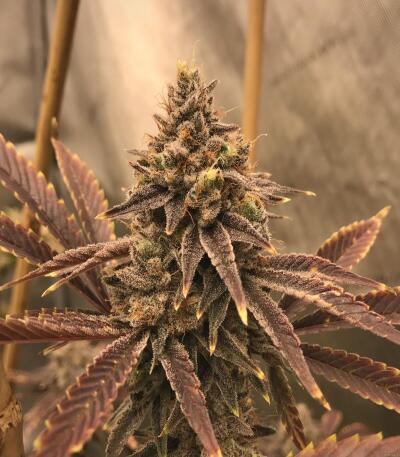 Семена сорта 10TH Planet R1 fem (Ethos Genetics)