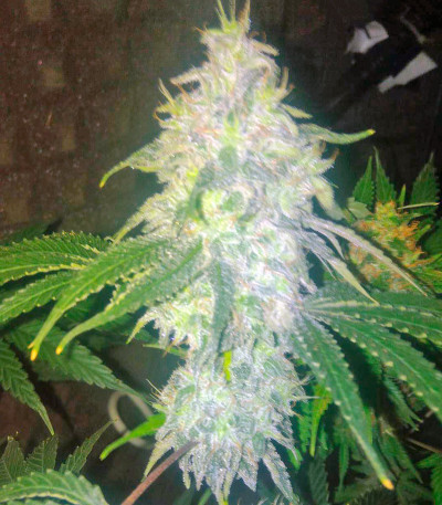 Семена сорта Sour Diesel #2 fem (Humboldt Seeds)