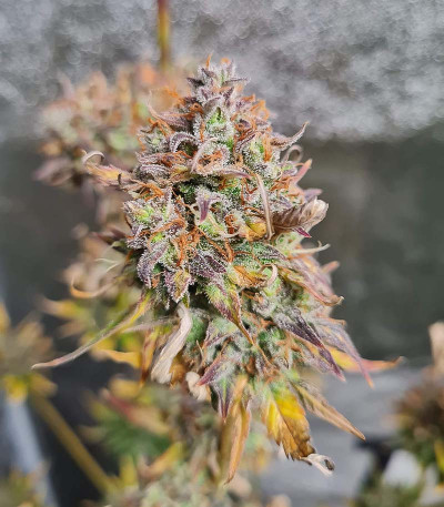 Семена сорта Fat Bastard Auto fem (Blimburn Seeds)