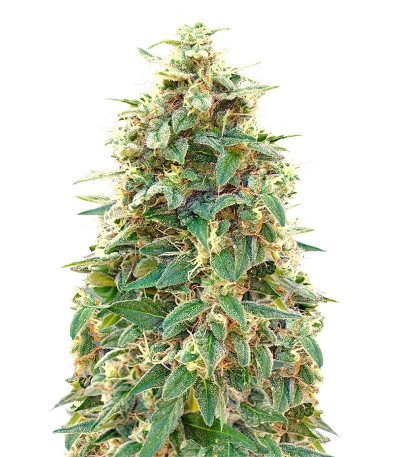 Семена сорта Auto 00 Cheese fem (Auto 00 Hashchis)