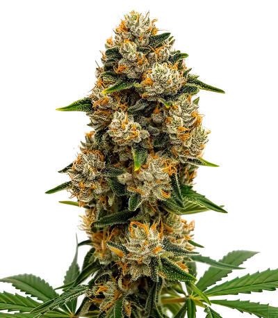Семена сорта Durban Poison Auto fem (Семяныч)