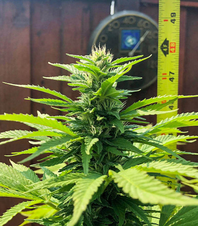 Семена сорта Gorilla Glue #4 fem (Blimburn Seeds)