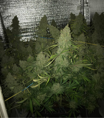 Семена сорта Y Griega fem