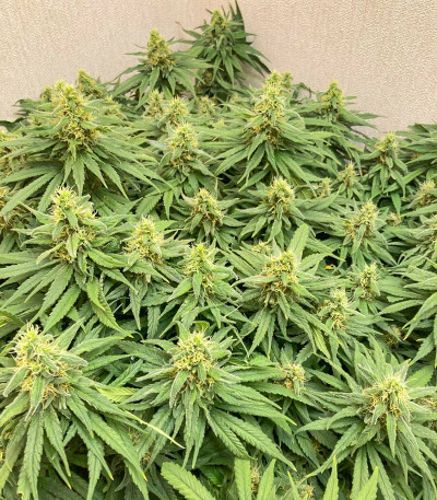 Семена сорта Gorilla fem (Семяныч)