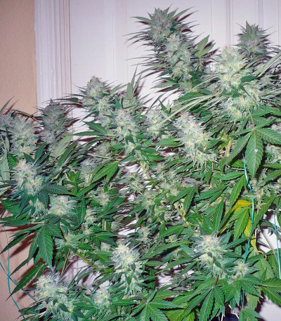 Семена сорта Great White Shark (Green House Seeds)