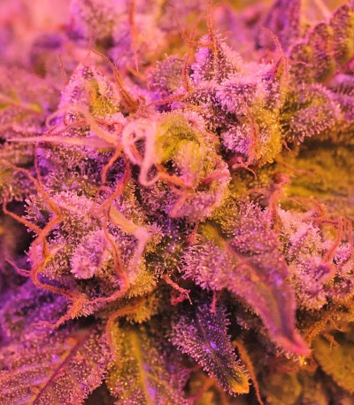 Семена сорта Doctor’s Choice #1 Auto fem