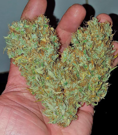 Семена сорта Silver Haze fem (Vision Seeds)