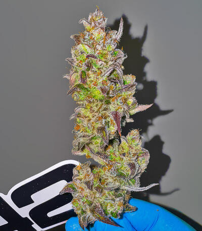 Семена сорта Strawberry Gorilla Auto RF3 fem (FastBuds)