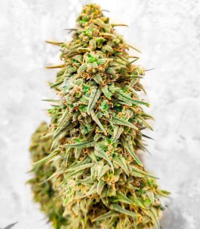 Семена сорта Wedding Cake fem (Семяныч)