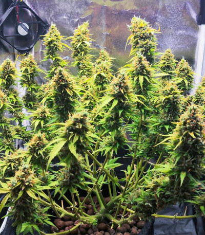 Семена сорта LSD Auto fem (Barney's Farm)