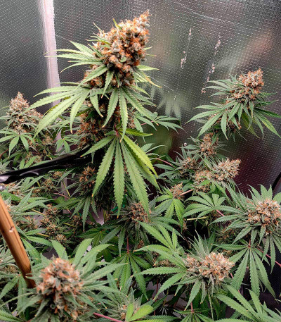 Семена сорта DDoS #33 fem (Herbies Seeds)