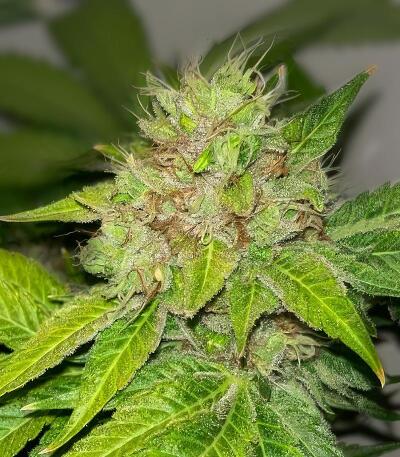 Семена сорта Da Vinci fem (UKHTA)