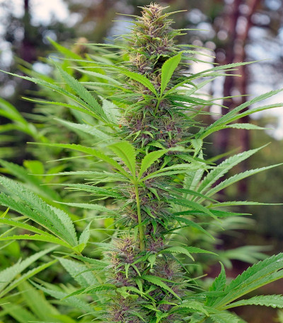 Семена сорта Frisian Dew fem