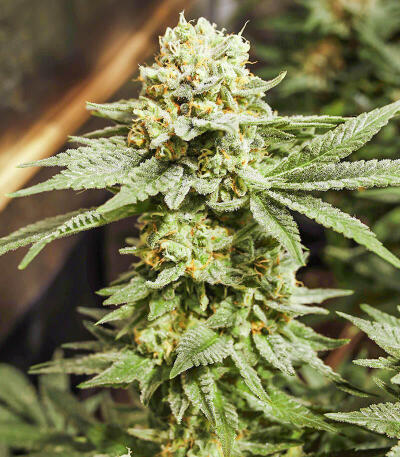 Семена сорта Gorilla Zkittlez fem (Семяныч)