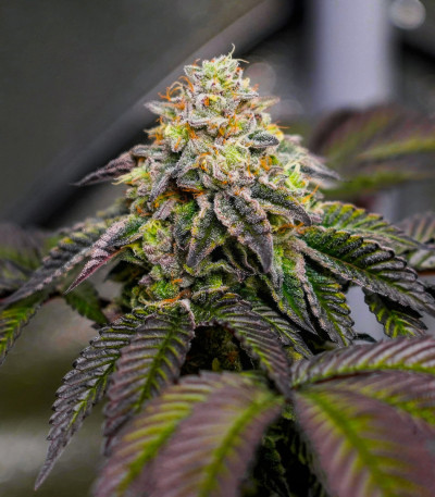 Семена сорта La Bomba fem (Compound Genetics)