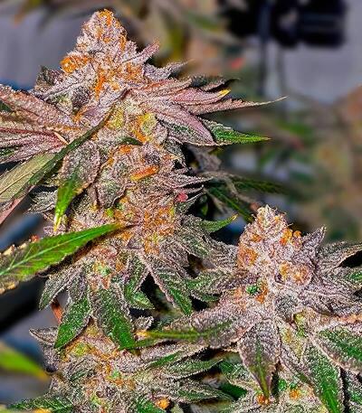 Семена сорта Lemons fem (UKHTA)