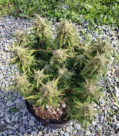 Семена сорта Orange Bud fem (Dutch Passion)