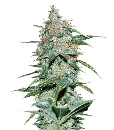 Микс семян конопли Autoflowering Collection 8 (World of Seeds)