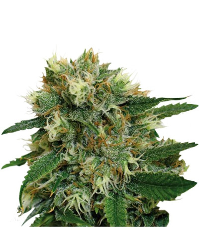Семена Phatt Fruity шишки