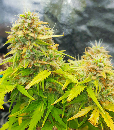 Семена сорта Sweet ZZ Automatic fem (RQS)