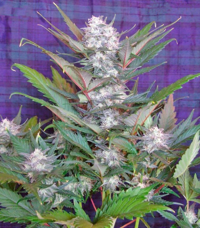 Семена сорта Sweet Skunk Auto fem (Sweet Seeds)