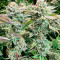 Семена сорта #9 Pound Hammer Auto fem (High Speed ​​Buds)