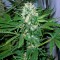 Семена сорта AK-47 fem (Serious Seeds)