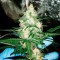 Семена сорта Afghan Cow fem (Dr. Krippling Seeds)