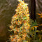 Семена конопли сорта Amnesia Haze