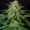 Семена сорта Black Muffin F1 Fast Version fem (Sweet Seeds)