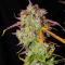 Семена сорта Bruce Banner × Pineapple (7CH Seeds & Cali Buds Seeds)