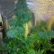 Семена сорта Dream Machine fem (Heavyweight Seeds)