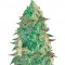 Семена сорта Krippleberry Auto fem (Dr. Krippling Seeds)