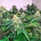 Семена сорта Papaya reg