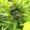 Семена сорта Purple Maroc fem (Female Seeds)