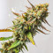 Семена сорта Strawberry Chemdawg OG fem (Dutch Passion)