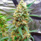 Семена конопли сорта White Widow