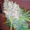 Семена сорта Galaxy fem (Pyramid Seeds)