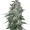 Микс семян конопли Indica Pure Origin Collection 8 (World of Seeds)