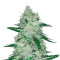Семена сорта Violet's Wonder Auto fem (Sumo Seeds)