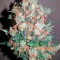 Семена сорта Sweet Cheese fem (Sweet Seeds)