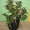 Семена сорта AK-49 fem (Vision Seeds)