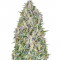 Семена сорта Auto Pineapple Glue fem (Advanced Seeds)